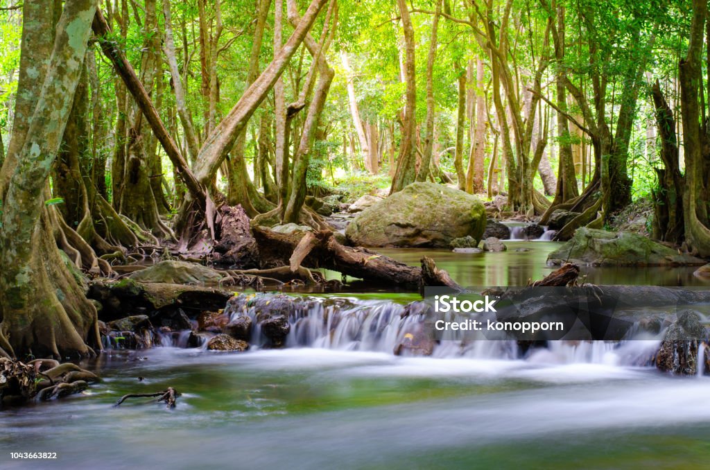 Keindahan Hutan Tropis dengan Alam Menyegarkan
